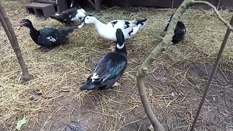 Muscovy cross Indian Runner ducks, these are the first ones that I have breed 14th May 2021