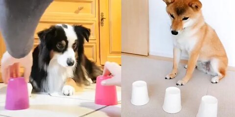 Funny Dogs and Cats Reaction to Magic Tricks