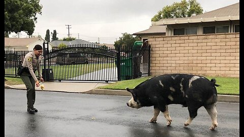 Loose Louisiana Pig Sparks Parish-Wide Porker Hunt