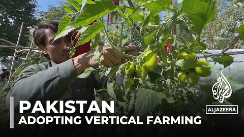 Pakistan vertical farming: Farmers adopt new methods to boost crop yield