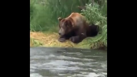 Bear Power Check