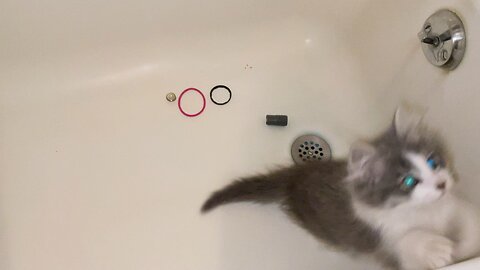 Donny Kitty Plays with Toys in Tub