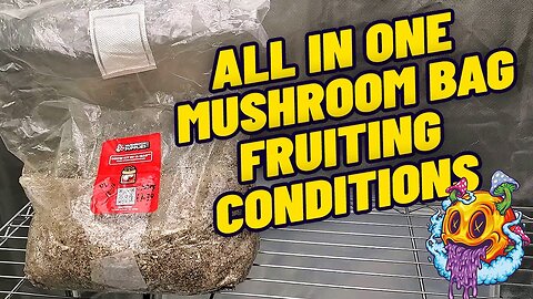 All In One Grow Bag Fruiting Conditions (My First Time)