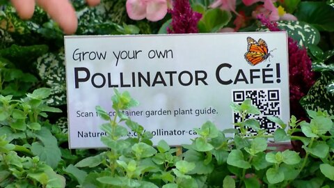 Pollinator Cafes Showcasing Biodiversity In Lethbridge - August 2, 2022 - Micah Quinn