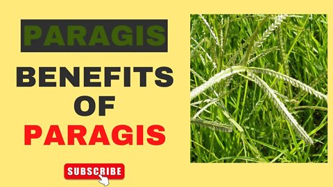 7 Surprising Health Benefits of Paragis