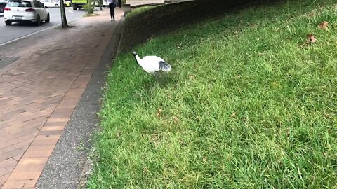 Ibis in the city