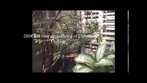 2004 Bee hive in the courtyard of the Chonburi house