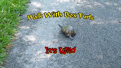 Walk With Box Turtle