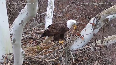 USS Eagles - Leaf removal