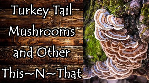 Turkey Tail Mushrooms and Other This~N~That
