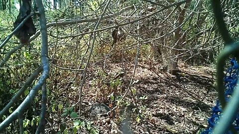 A Goanna near the duck pen 2nd July 2021