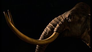 'De-Extinction' Company Claims Stem Cell Breakthrough Could Produce New Pseudo-Mammoth Species