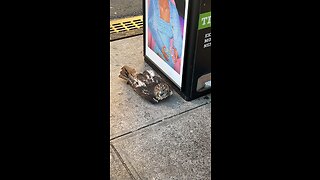 Hawk Struck by Car. Saved.