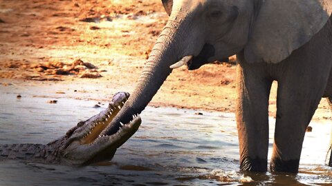Elephant vs crocodile fight