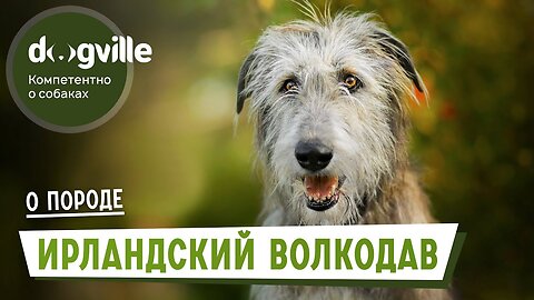 Irish wolfhound - About the breed - How to choose an Irish wolfhound puppy?