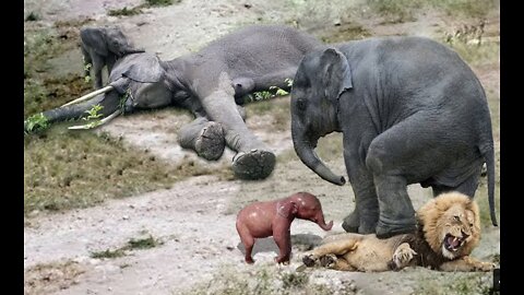amazing Elephant head protect mom & new born Elephant from lion prid hunt..