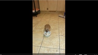 Sneaky Prairie Dog Is Caught Red-Handed Stealing Real Dog’s Food