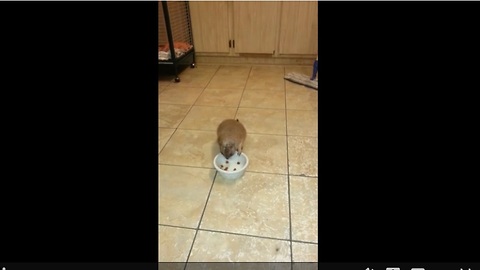 Sneaky Prairie Dog Is Caught Red-Handed Stealing Real Dog’s Food