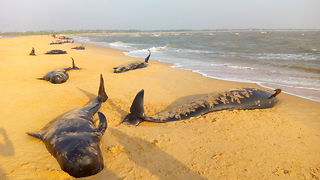 45 Whales Die After Being Stranded On Beach in Tamil