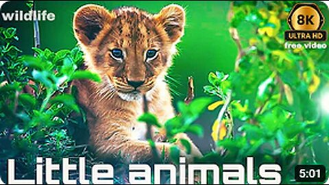 Little animals 8k ultra hd videos!small animal free hd videos