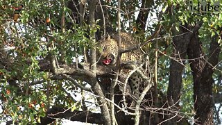 Xikavi Female Leopard Feeding