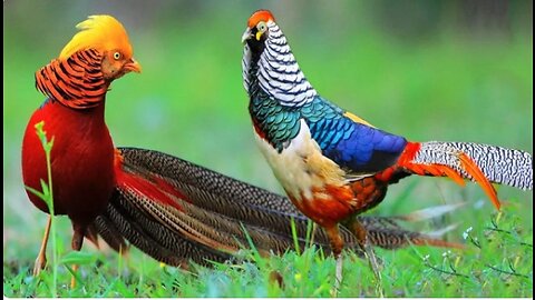 sources.Beautiful Golden Pheasants and Wading Birds