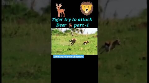 Tiger try to attacked Deer 🦌 part - 1#shorts #shortvideo #youtubeshorts