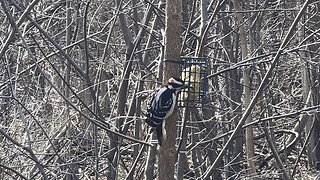 Hairy Wood Pecker James Gardens Toronto 2