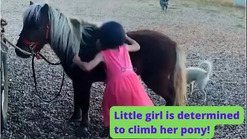 Little girl is determined to climb her pony!