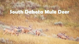 South Dakota Public Land Mule Deer Spotting Scope Clips