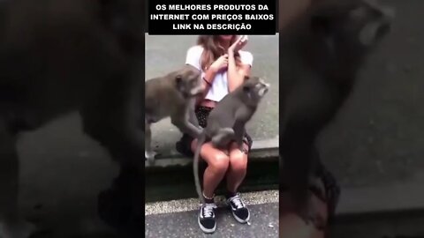 veja o que esses macacos fizeram com essa turista