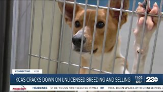 KCAS cracks down on unlicensed breeding and selling