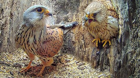 Full Story of Kestrel Couple's First Year 🦅 Kestrels Apollo & Athena