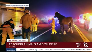 Rescuing animals during the Border 32 Fire