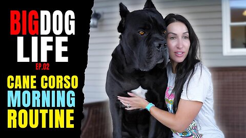 Cane Corso Morning Routine BIG Dog Life Ep 02