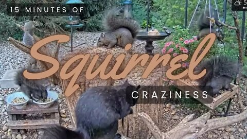15 Minutes of CRAZY SQUIRRELS - Just a Normal Morning at our Feeders