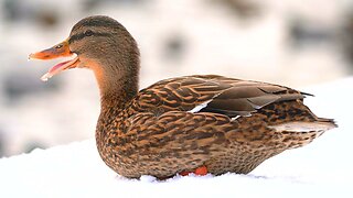 Female Arctic Mallard Duck Hen Quacking While Sitting in Snow