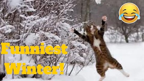 💥Best Funniest Winter Fail Viral Weekly LOL😂🙃💥 of 2019_ Funny Animal Videos💥👌