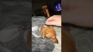 My Wiener Dog Doesn’t Want To Wake Up