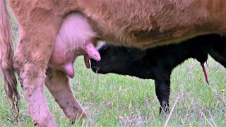Calf's first attempts at walking & nursing are adorably clumsy