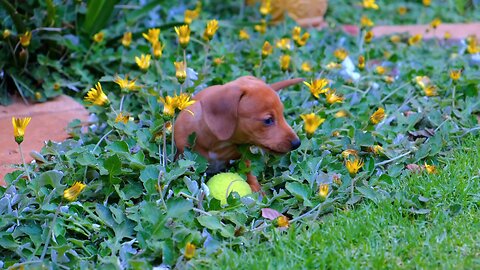 puppy playing - 4