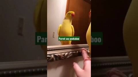 Parrot say peekaboo