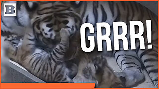 GRRRR! Toledo Zoo Shows Growth of Newborn Tiger Cubs