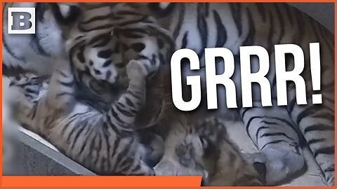 GRRRR! Toledo Zoo Shows Growth of Newborn Tiger Cubs