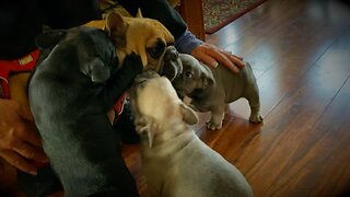 Turbeau Having Fun with Pualani and her Puppies