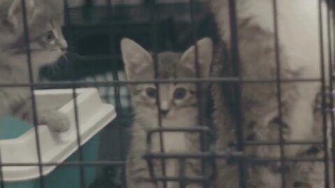 Homeless kitty in shelter cage waiting for adoption