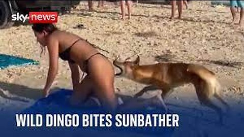 Austraila Dingo Bites Sunbathing Tourist in Queensland.