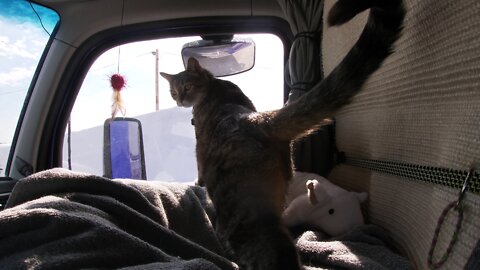 Milo The Truck Cat our next load will take us by our house.