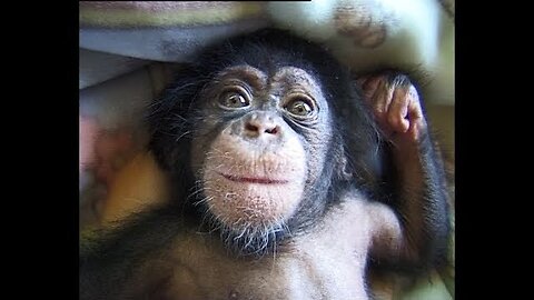 ADORABLE CUTE BABY CHIMP HELPS OUT WITH CLEANING😂❤