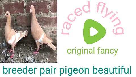 Raced Fancy beautiful breeder pair pigeon